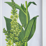 Verdure Elegance™ — Set of 4 Botanical Wall Art Prints