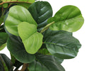 7FT Tall Artificial Banyan Tree Silk Plant – Large Faux Greenery