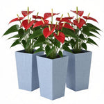 Plants Box Set of 3 Tall Planters