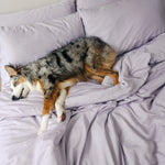 Organic Bamboo Sateen Bed Sheet Set